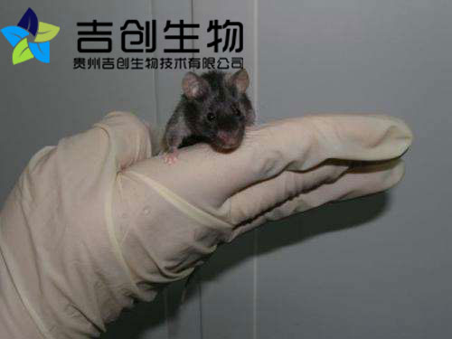 貴陽<a href='http://www.tv999.com.cn/' target='_blank'>生物實驗</a>中心 貴陽生物實驗中心